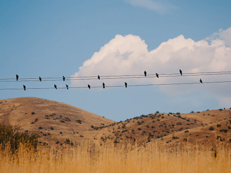 A group of birds sitting on the wire